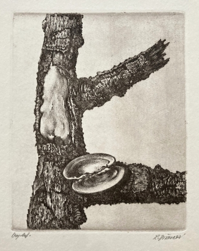 Jiřincová Ludmila (1912 - 1994) : Strom s lasturou